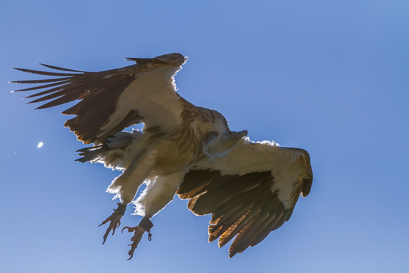 31072012 - Oiseaux, Rocamadour - Didier Guiffan.jpg