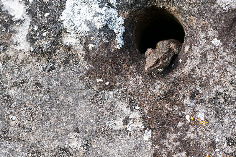 DSC_0708.jpg