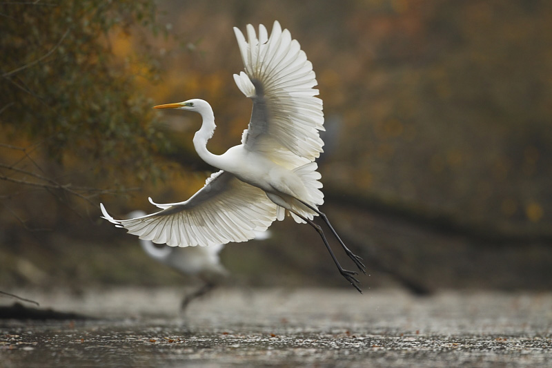20111105101141_aigrette_Offendorf.JPG