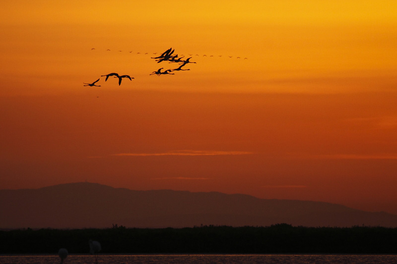 20120428064041_flamants roses_Camargue.JPG