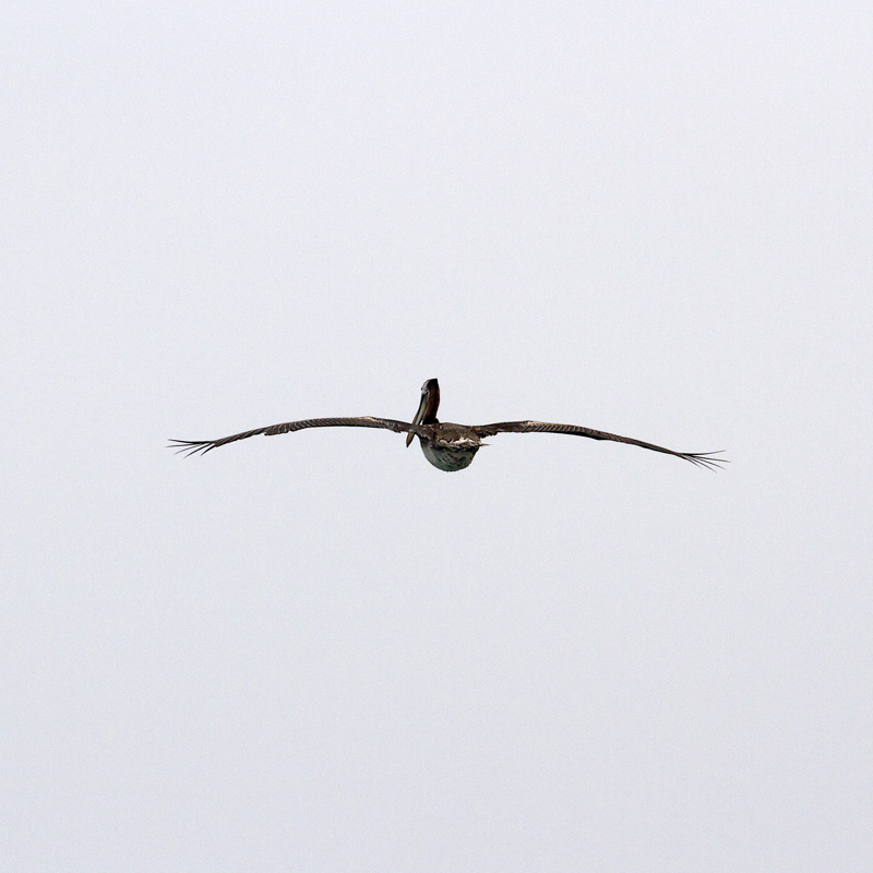 pelican.jpg