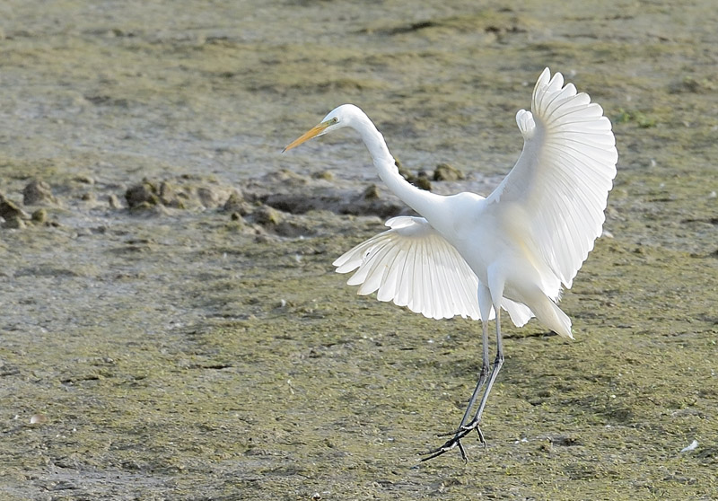 Grande aigrette copie.jpg