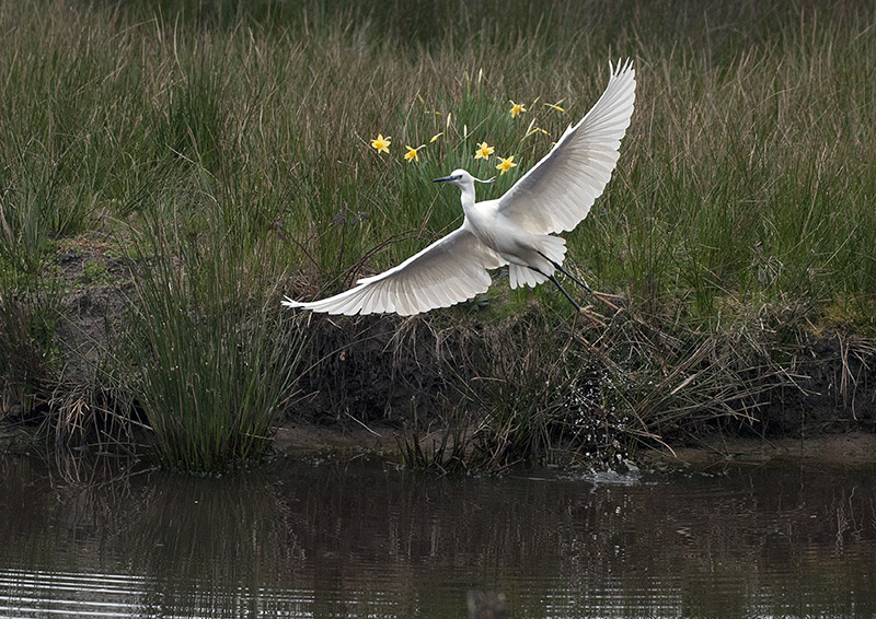 Aigrette couronnée.jpg