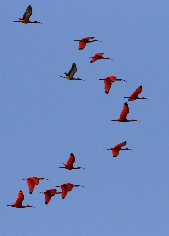 Vol d'ibis rouge à Sinnamary.jpg