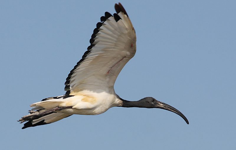 Ibis web.jpg