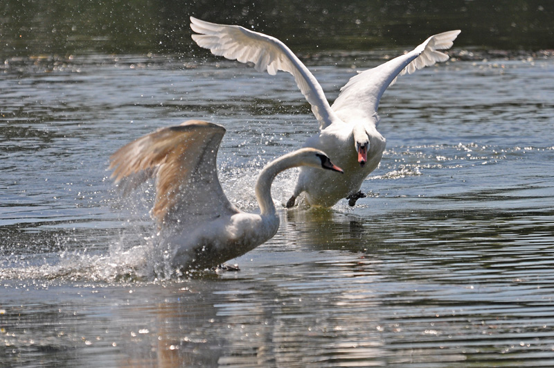 Cygnes-de-Loire.jpg