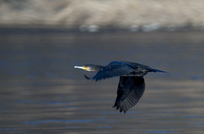 DSC_0146.jpg