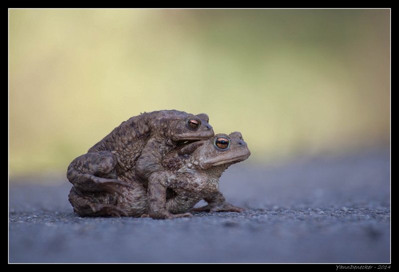 10032014-JG9C8403 (Copier).jpg