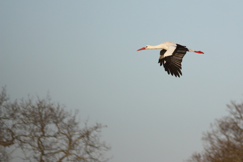 00431 Cigogne - Marais de Boyardville.jpg