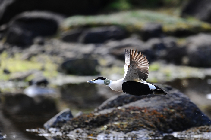 Eider à duvet.jpg