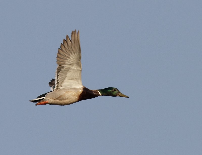 Colvert.JPG