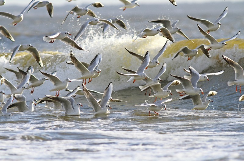 Mouettes rieuses.jpg