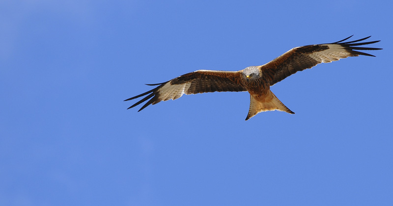 DSC_2389.jpg