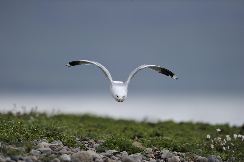 Ecosse 2013 goeland 2.jpg