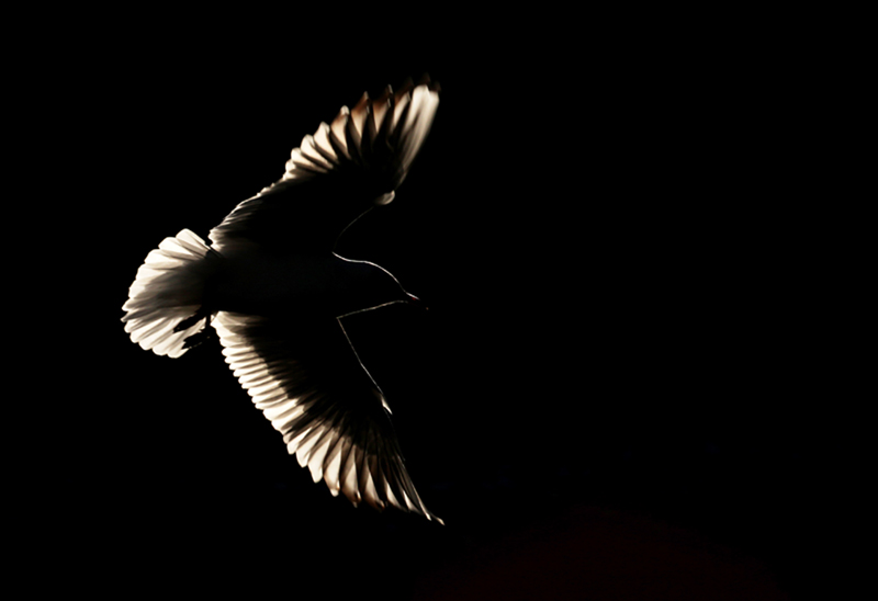 02 mouette.jpg