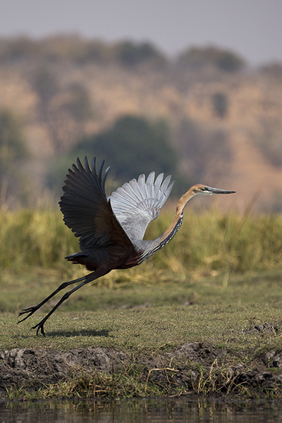 HERON GOLIATH INTER.jpg