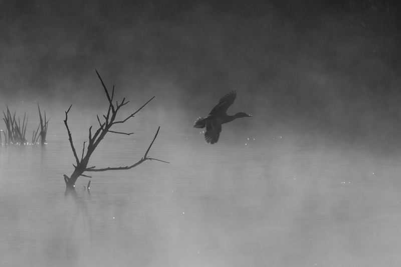 Colvert 01.jpg