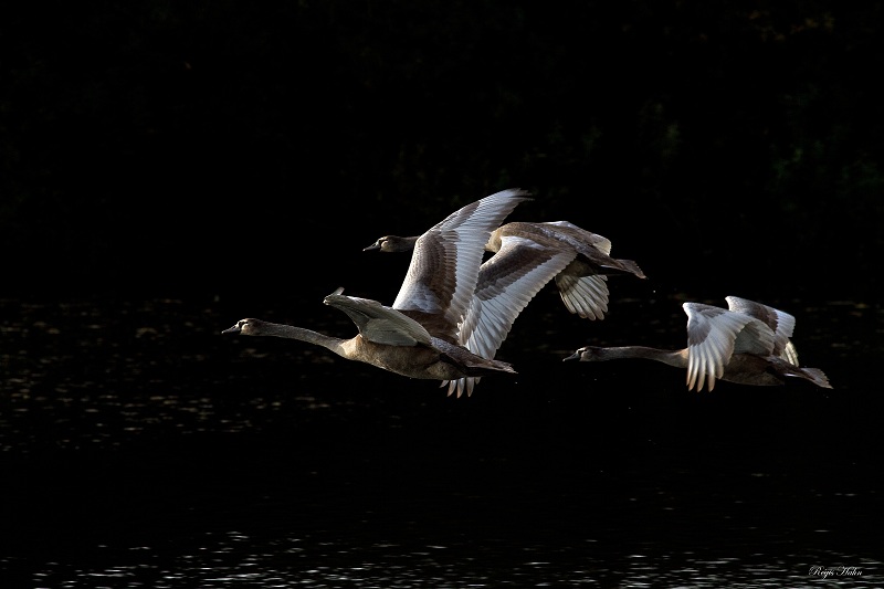 cygnes 01 concours.jpg