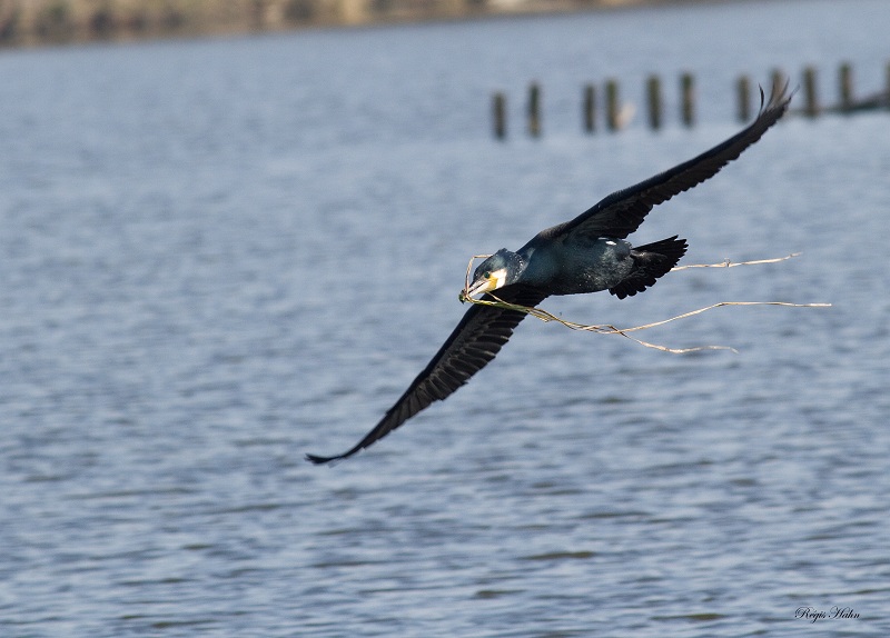 cormorant 02 concours.jpg