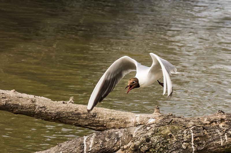 cri de la mouette.JPG