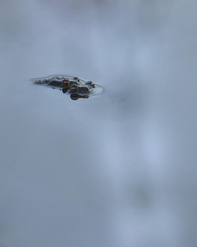 bufo 22.jpg