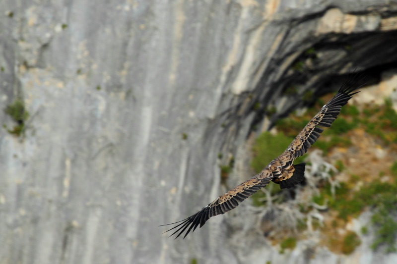 Vautour_fauve_IMG_8625.JPG