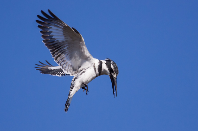 2009-07-13 - 09.48.50 - Alcyon pie - LR5.jpg