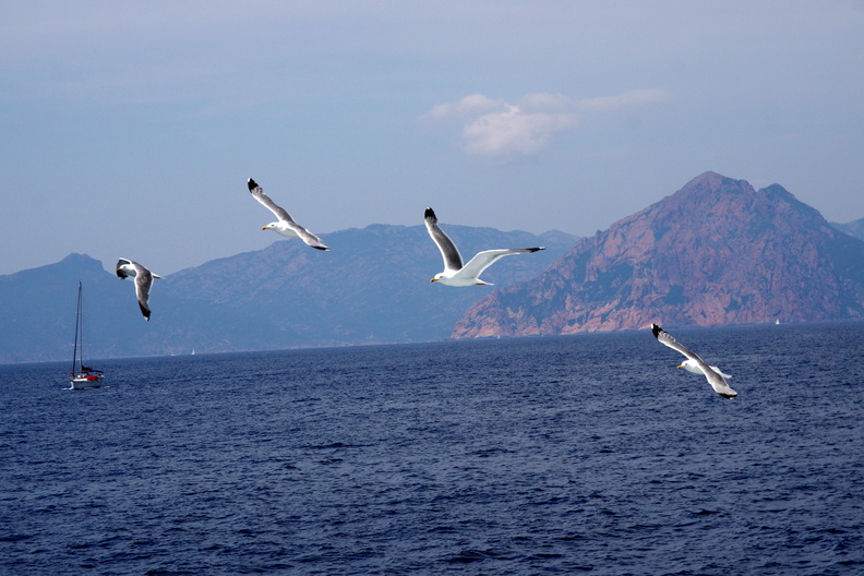 mouette corse.jpg