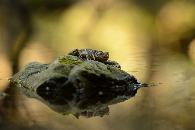 bufo 43.jpg