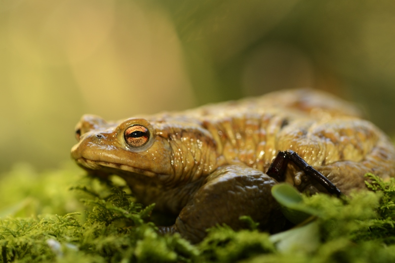 bufo 27.jpg