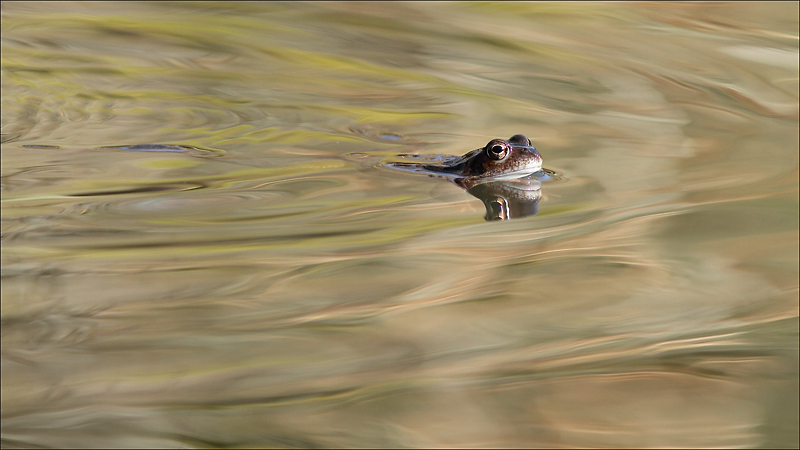grenouille I.jpg