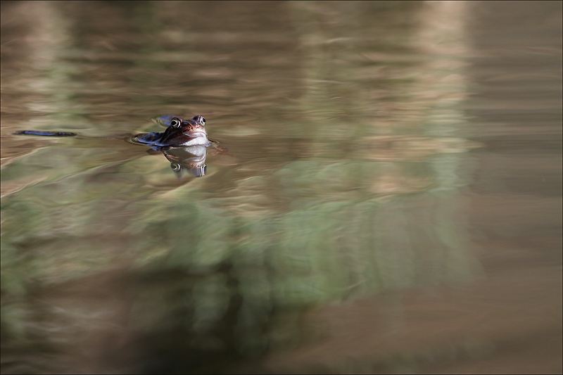 grenouille II.jpg