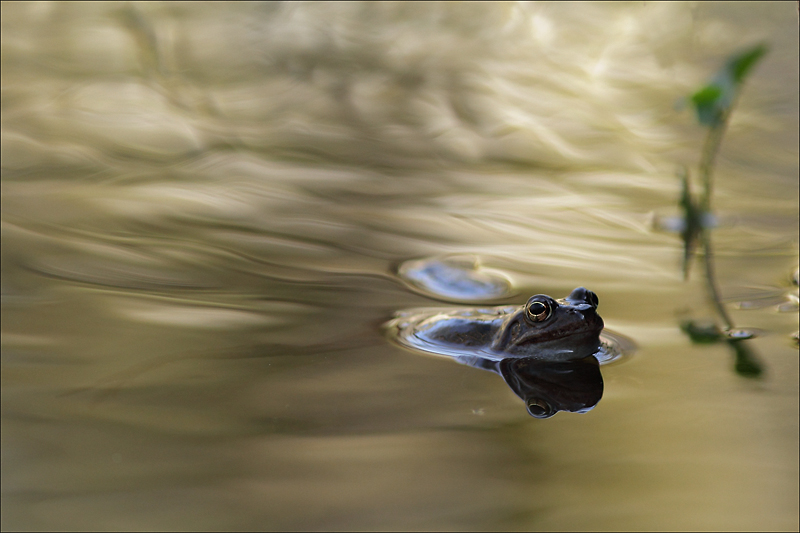 grenouille III.jpg