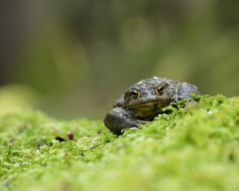 bufo 51.jpg