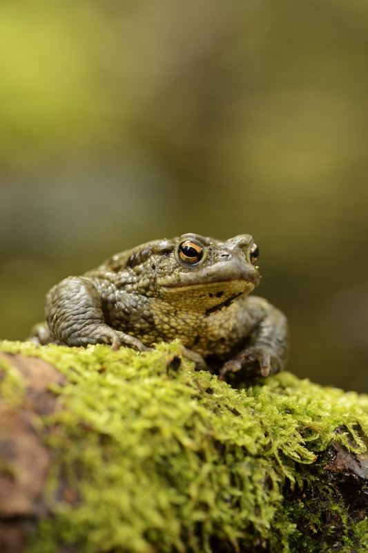 bufo 52.jpg