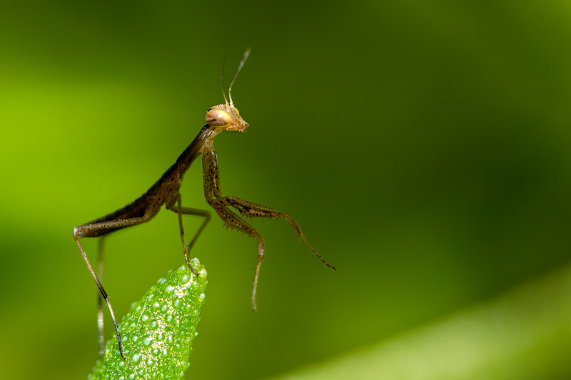 Eclosion-4.jpg