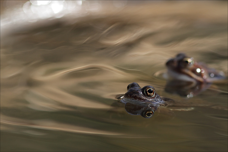 Grenouille rousse_20-03-14_0026.jpg