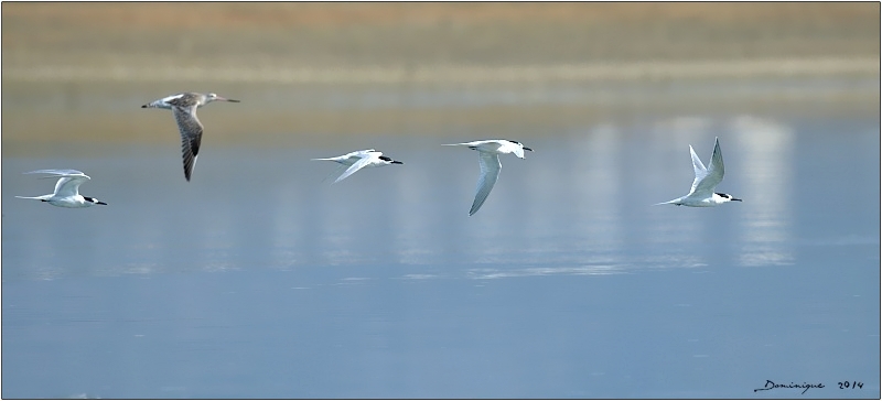 DSC_2417.jpg