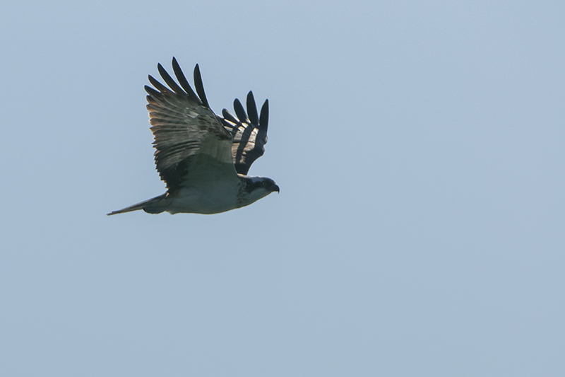 DSC_2804.jpg-w.jpg