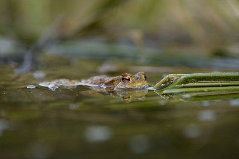 bufo 61.jpg