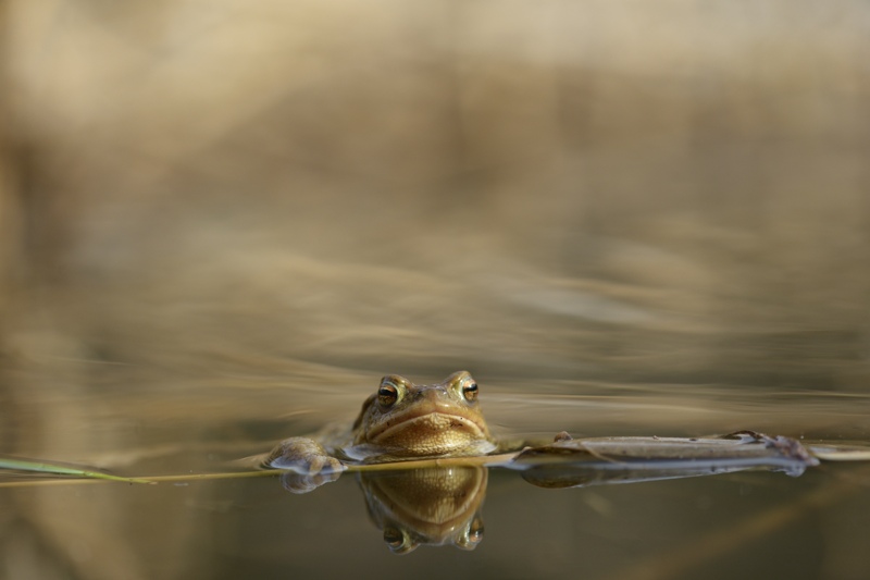bufo 62.jpg