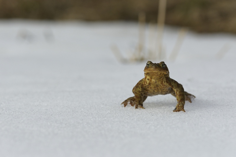 bufo 60.jpg