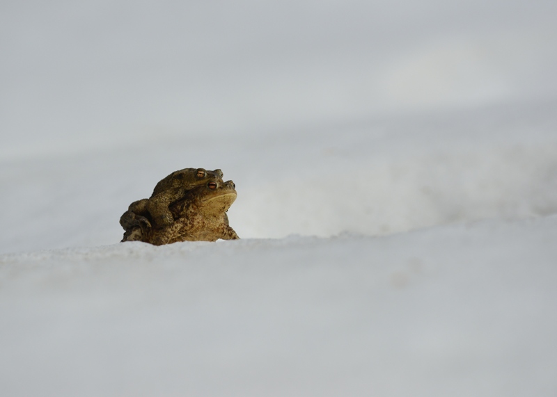 bufo 64.jpg