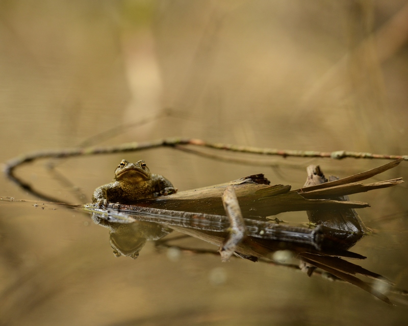 bufo 53.jpg