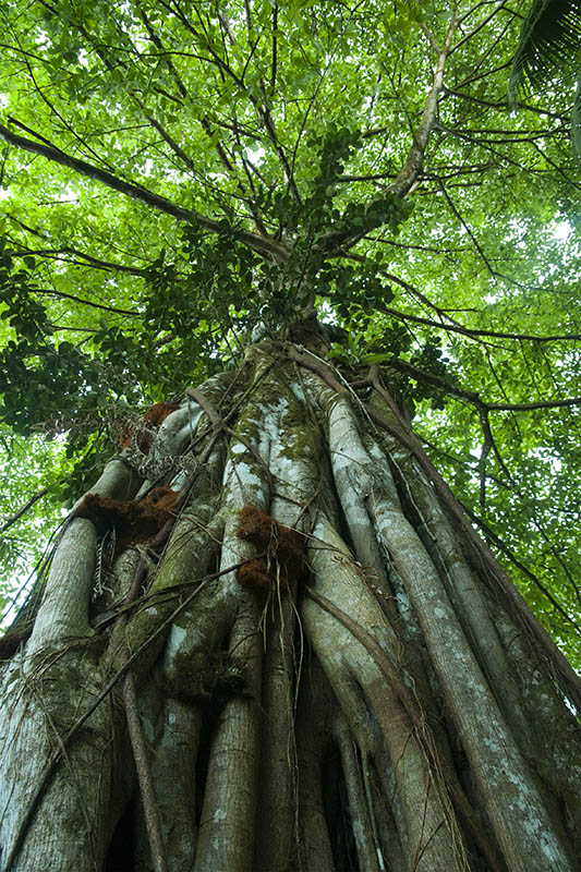 3-En forêt.jpg