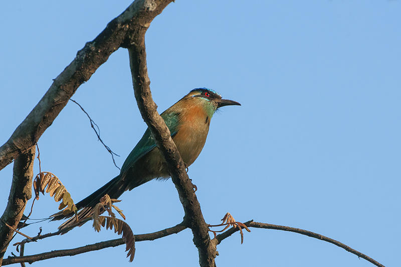 4-Motmot houtouc.jpg