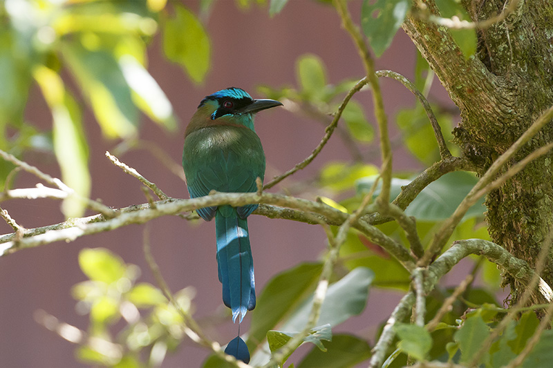 5-motmot houtouc.jpg