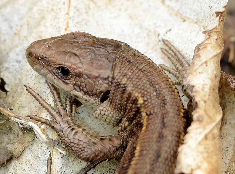 lezard vivipare.n2.jpg