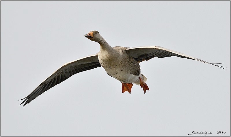 DSC_4027.JPG
