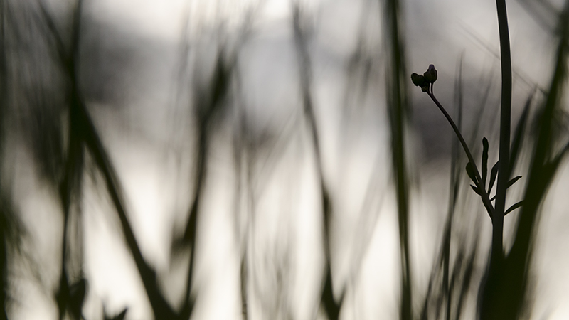 _DSC0039.jpg